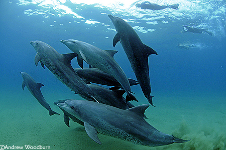 swimming with dolphins copyright Andrew Woodburn